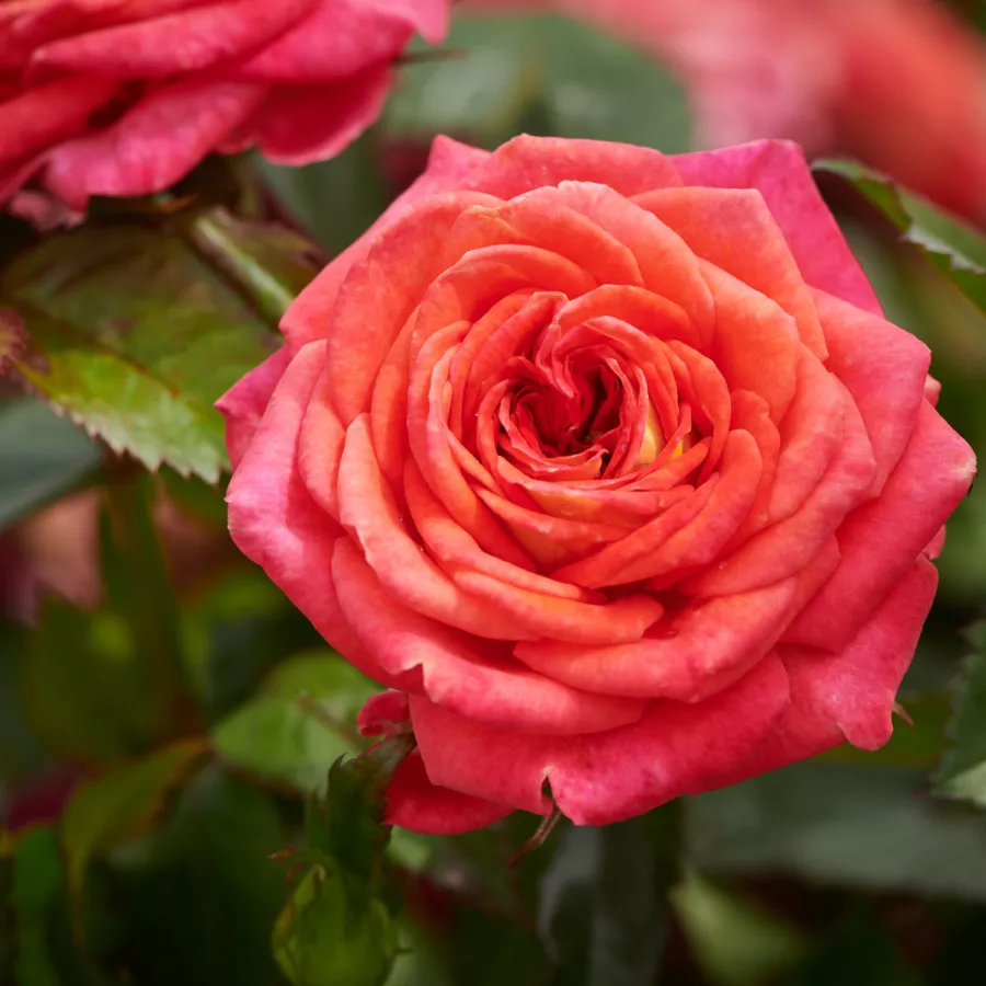 Vrtnica floribunda za cvetlično gredo - Roza - Najac™ - vrtnice online