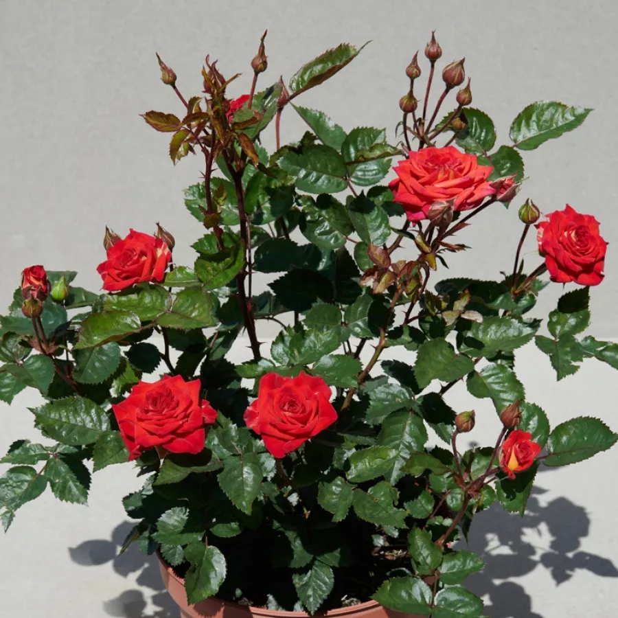Castle® - Roza - Najac™ - vrtnice - proizvodnja in spletna prodaja sadik