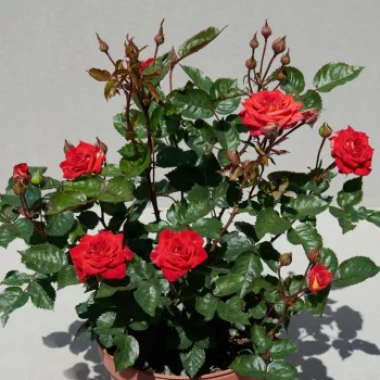 Vörös - virágágyi floribunda rózsa - diszkrét illatú rózsa - barack aromájú