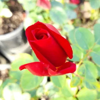 SISSEK™ – vörös virágágyi floribunda rózsa - Olesen & Olesen
