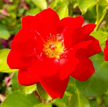 Tiszta, egységes skarlátvörös szirmok, élénk, ragyogó piros tónus. - virágágyi floribunda rózsa - erős, jól érezhető illatú rózsa - friss, gyümölcsös aromájú