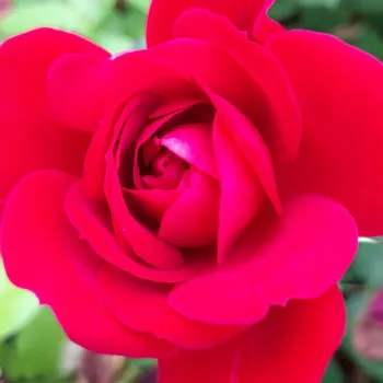 Online rózsa vásárlás - vörös - erős, jól érezhető illatú rózsa - Sissek™ - virágágyi floribunda rózsa - (75-105 cm)