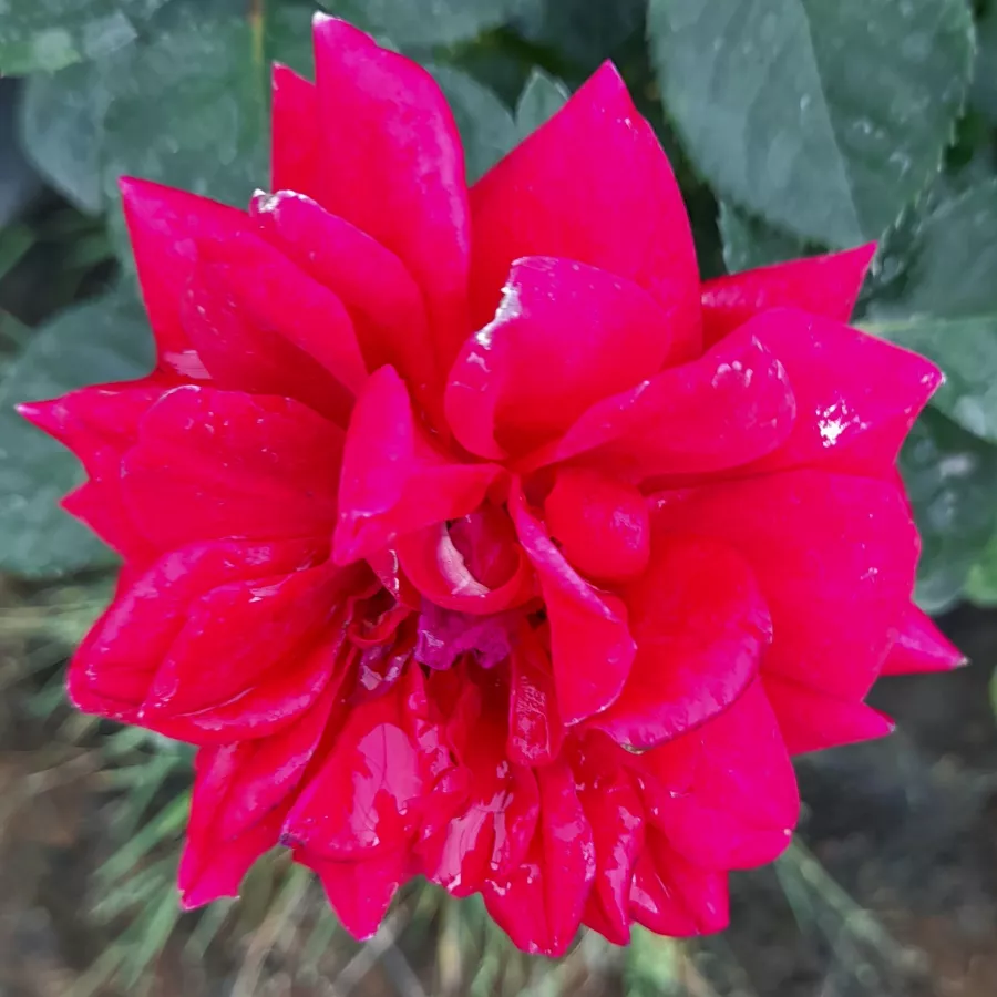 Jarko crvena - Ruža - Sissek™ - naručivanje i isporuka ruža