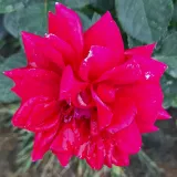 Virágágyi floribunda rózsa - diszkrét illatú rózsa - pézsma aromájú - kertészeti webáruház - Rosa Sissek™ - vörös