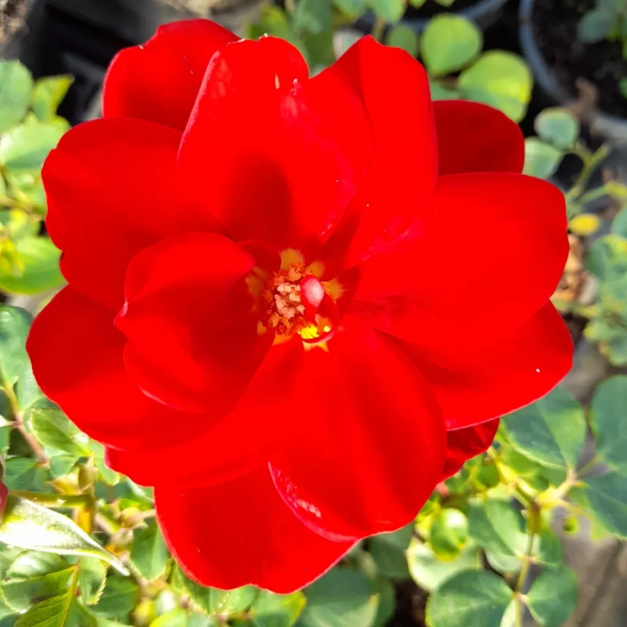 Ruža floribunda za gredice - Ruža - Sissek™ - sadnice ruža - proizvodnja i prodaja sadnica