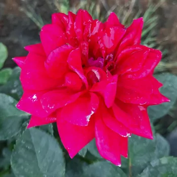 Rojo - rosales floribundas - rosa de fragancia discreta - almizcle