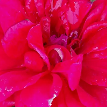 Online rózsa kertészet - vörös - Sissek™ - virágágyi floribunda rózsa - diszkrét illatú rózsa - pézsma aromájú - (60-80 cm)