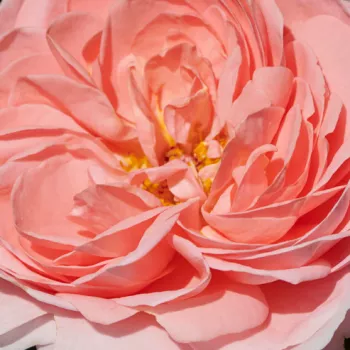 Online rózsa kertészet - rózsaszín - virágágyi floribunda rózsa - Warvick™ - diszkrét illatú rózsa - ánizs aromájú - (60-80 cm)