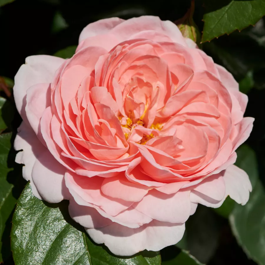 Virágágyi floribunda rózsa - Rózsa - Warvick™ - Online rózsa rendelés