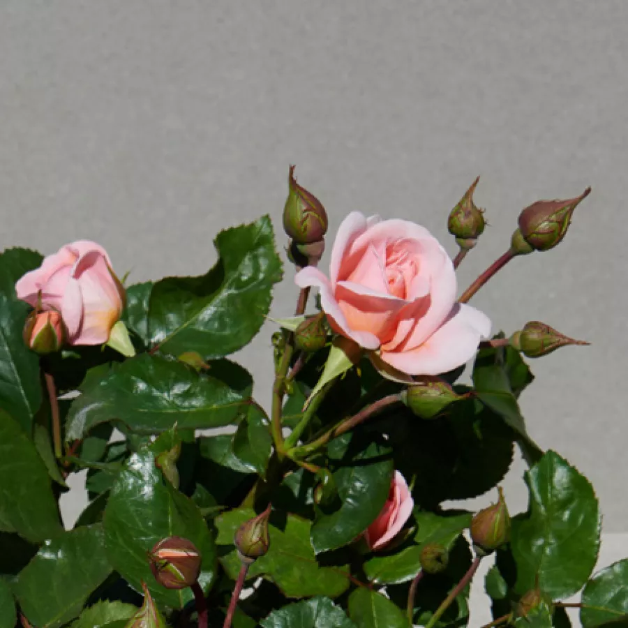Diszkrét illatú rózsa - Rózsa - Warvick™ - Online rózsa rendelés
