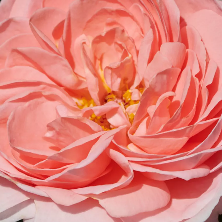 Floribunda - Rosa - Warvick™ - Comprar rosales online