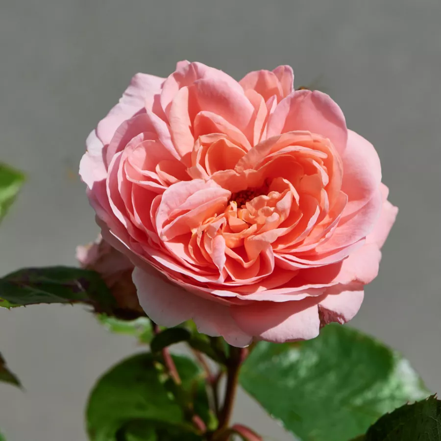 Vrtnica floribunda za cvetlično gredo - Roza - Warvick™ - vrtnice online
