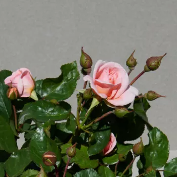 Rosa Warvick™ - rózsaszín - virágágyi floribunda rózsa