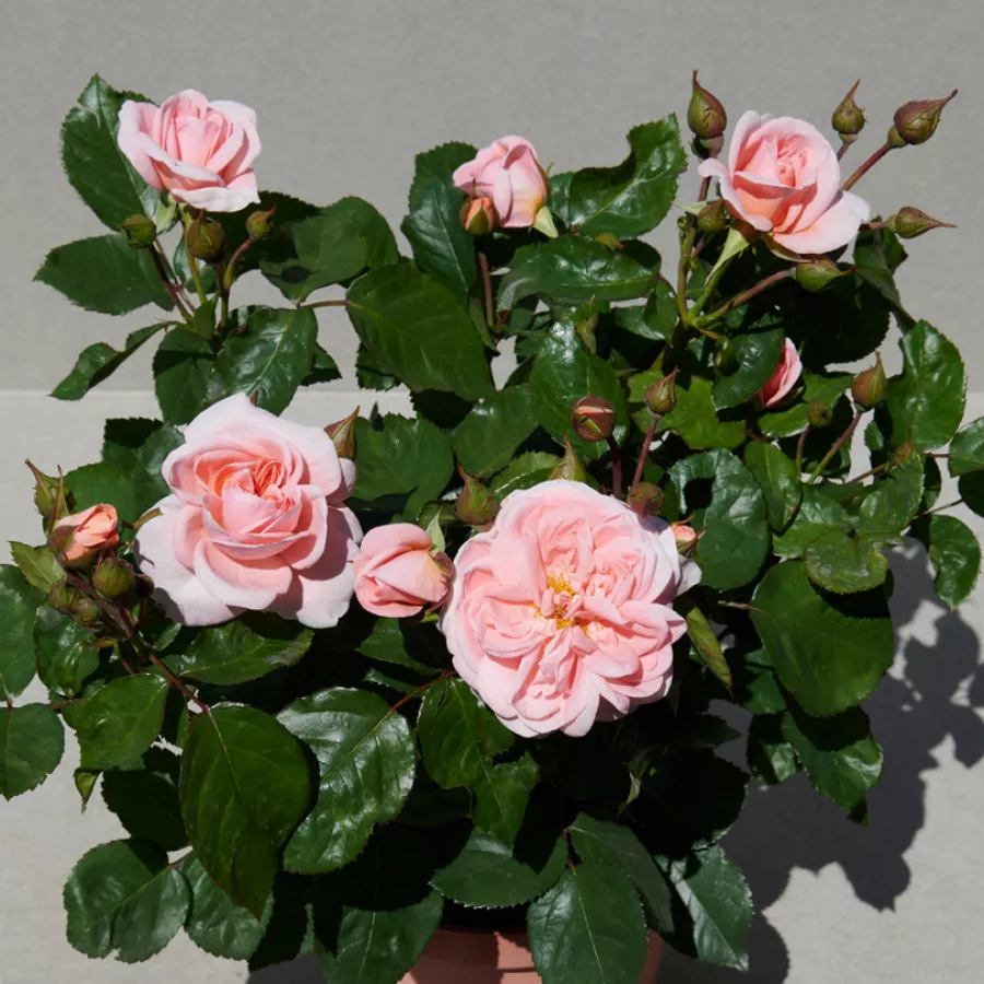 Telt virágú - Rózsa - Warvick™ - online rózsa vásárlás