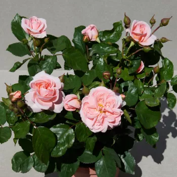 Rózsaszín - narancssárga árnyalat - virágágyi floribunda rózsa   (60-80 cm)