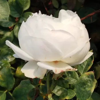 ZAHARA™ – rose floribunda blanche pour massifs - Olesen & Olesen