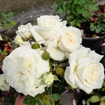 Pétales d'un blanc immaculé, le centre présentant une douce nuance crème à jaune beurre. - rosier floribunda de massif - rose parfumée, intensité moyenne, bien perceptible - frais, pêche