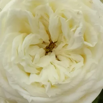 Pépinière rosier - blanc - rose parfumée, intensité moyenne, bien perceptible - Zahara™ - rosier floribunda de massif - (80-110 cm)