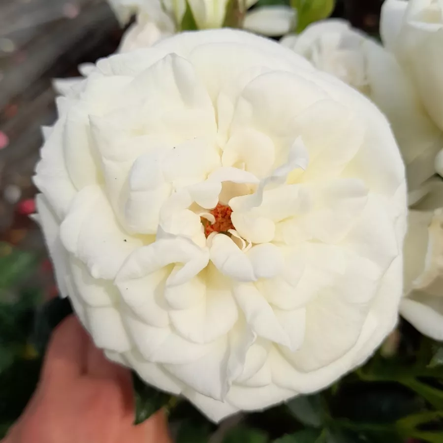 Biały - Róża - Zahara™ - róże sklep internetowy