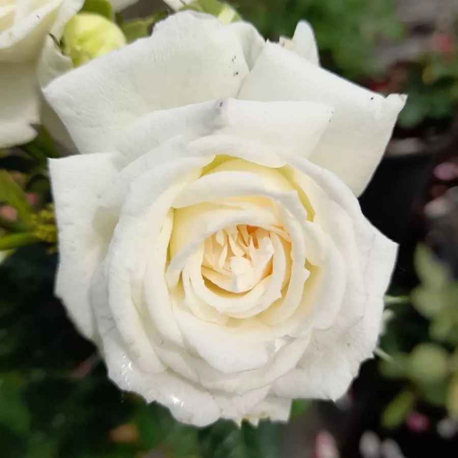 Vrtnica floribunda za cvetlično gredo - Roza - Zahara™ - vrtnice online