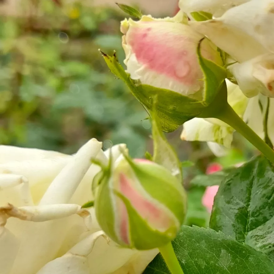 Filiżankowy - Róża - Zahara™ - sadzonki róż sklep internetowy - online
