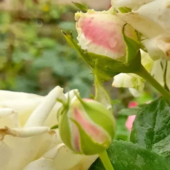 Rosa Zahara™ - fehér - virágágyi floribunda rózsa