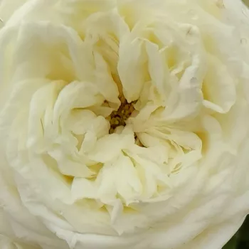 Rózsák webáruháza. - fehér - virágágyi floribunda rózsa - intenzív illatú rózsa - savanyú aromájú - Zahara™ - (60-80 cm)