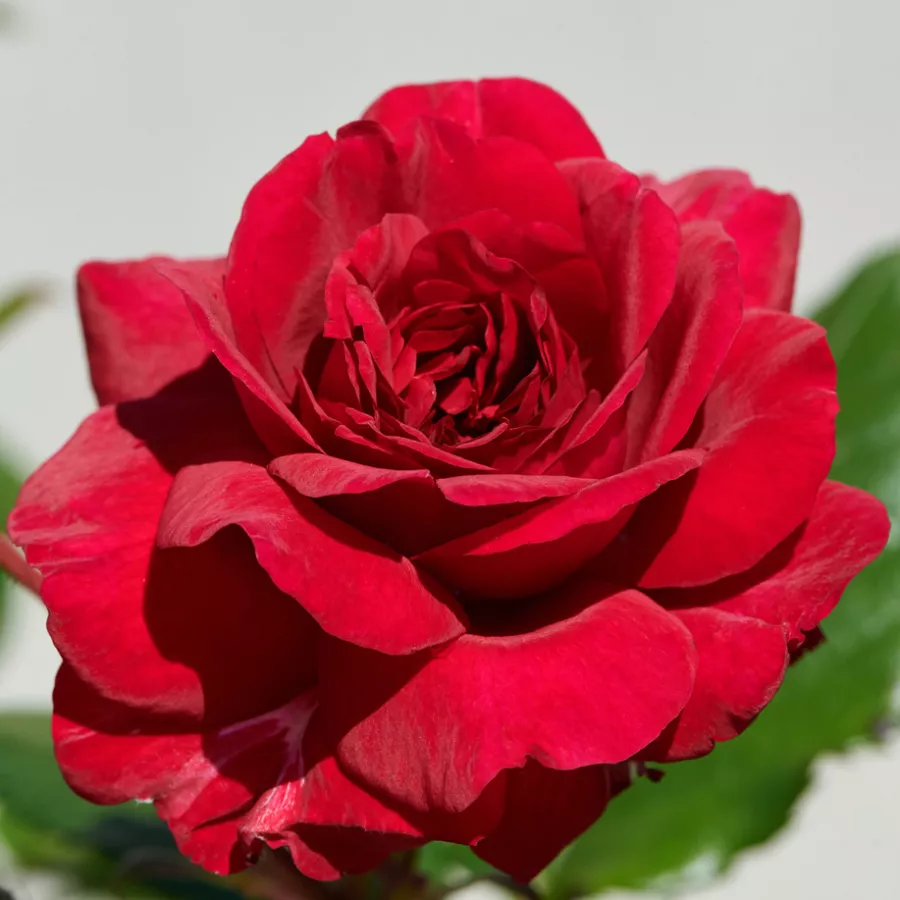 Ruža intenzivnog mirisa - Ruža - Christina™ - sadnice ruža - proizvodnja i prodaja sadnica
