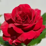 Dunkelrot - nostalgische rose - rose mit intensivem duft - nelkenaroma - Rosa Christina™ - rosen online kaufen