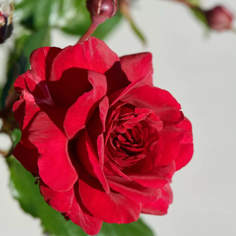 Nostalgična vrtnica - Roza - Christina™ - vrtnice online