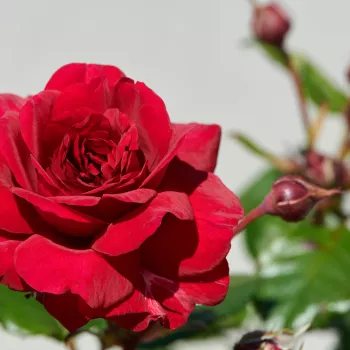 Rosa Christina™ - dunkelrot - nostalgische rose