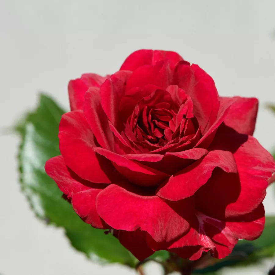 Tömvetelt virágú - Rózsa - Christina™ - online rózsa vásárlás