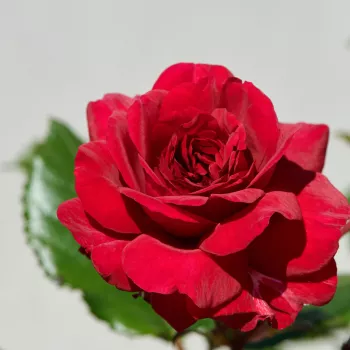 Jarko crvena - nostalgija ruža - ruža intenzivnog mirisa - aroma klinčića