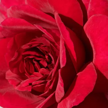 Rosen-webshop - nostalgische rose - rose mit intensivem duft - nelkenaroma - Christina™ - dunkelrot - (80-100 cm)