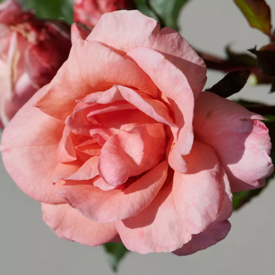 Nosztalgia rózsa - Rózsa - Letitia™ - online rózsa vásárlás