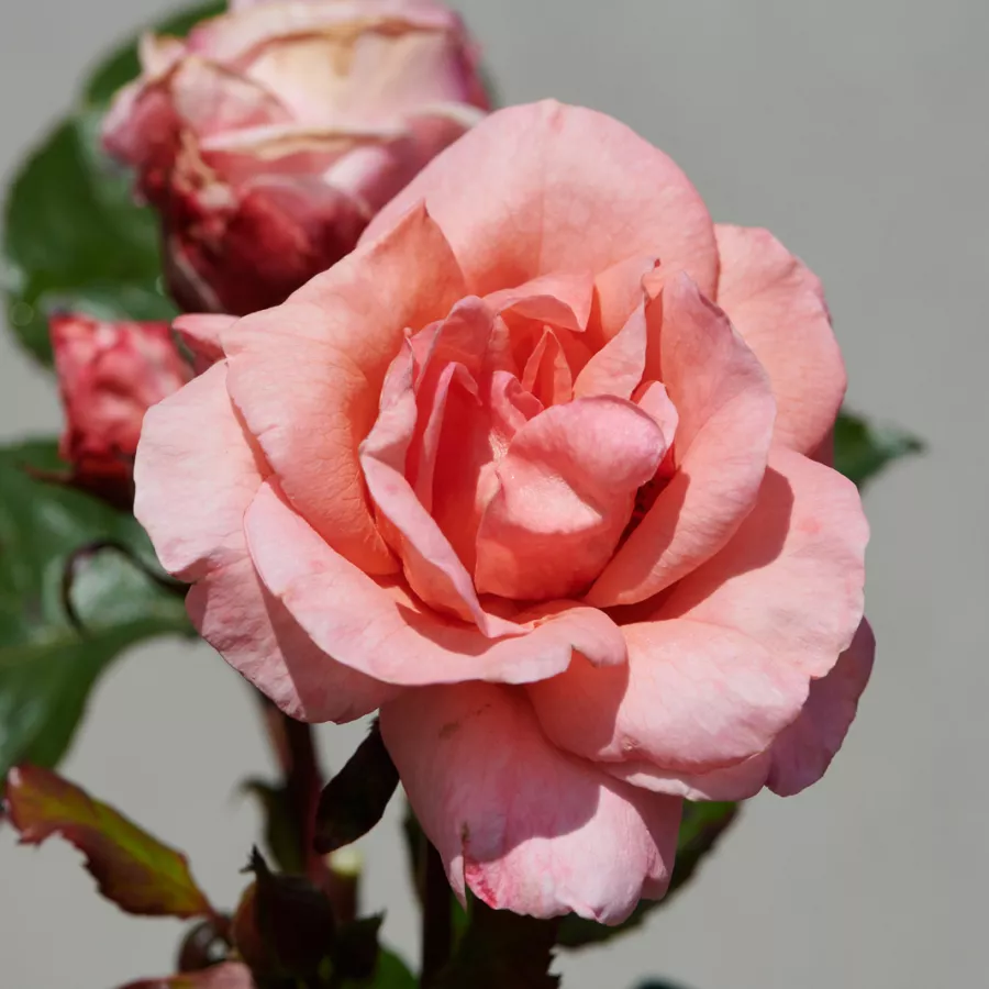 Nostalgische rose - Rosen - Letitia™ - rosen online kaufen