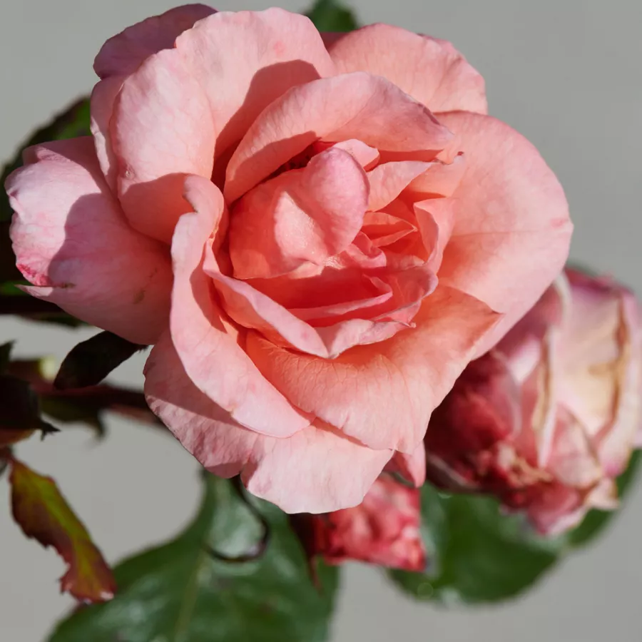 Diskreten vonj vrtnice - Roza - Letitia™ - vrtnice - proizvodnja in spletna prodaja sadik