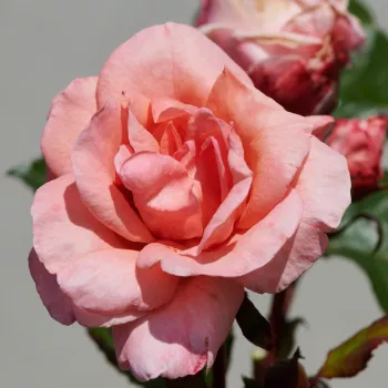 Różowy - róża nostalgiczna - róża o dyskretnym zapachu - zapach fiołków
