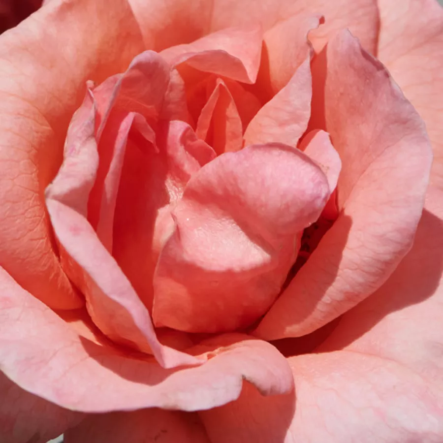 Csésze - Rózsa - Letitia™ - online rózsa vásárlás