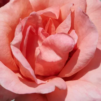 Rózsa kertészet - rózsaszín - Letitia™ - nosztalgia rózsa - diszkrét illatú rózsa - ibolya aromájú - (80-100 cm)