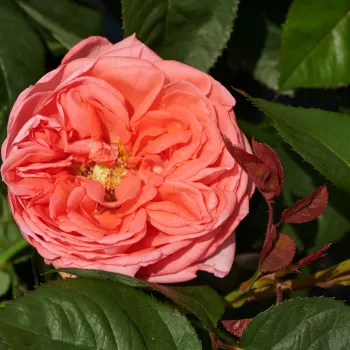 LORAINE™ – orange-rosa Nostalgierose - Olesen & Olesen