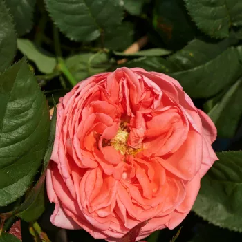 Die dominierende Farbe der Blüte ist ein klares Orange‑Rosa, das nicht nennenswert verblasst. - nostalgische rose - sehr stark duftende, lang anhaltende rose - duftbeschreibung nicht verfügbar