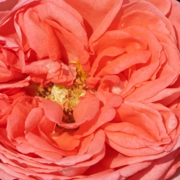 Rosenbestellung online - orange-rosa - sehr stark duftende, lang anhaltende rose - Loraine™ - nostalgische rose - (60-85 cm)