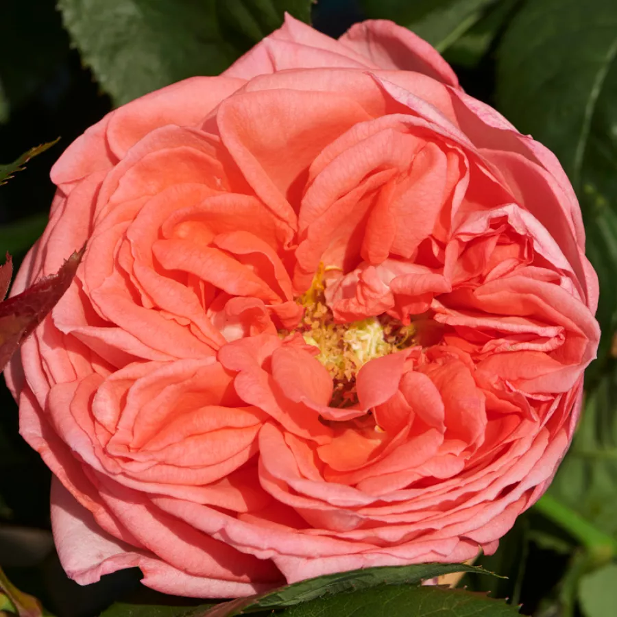 Intenzív illatú rózsa - Rózsa - Loraine™ - kertészeti webáruház