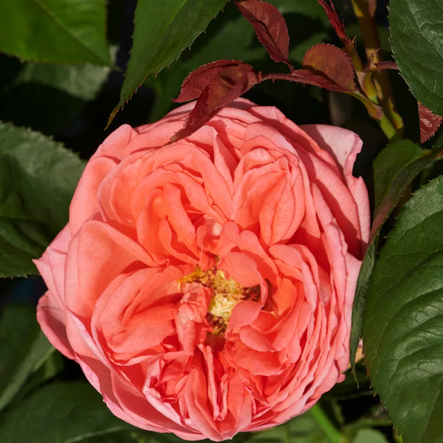 Nostalgische rose - Rosen - Loraine™ - rosen online kaufen