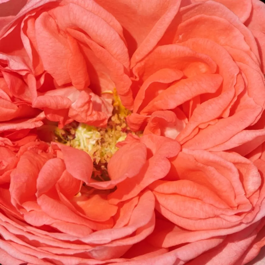 Csésze - Rózsa - Loraine™ - online rózsa vásárlás