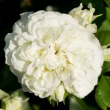 Fehér - virágágyi floribunda rózsa - Online rózsa vásárlás - Rosa Blanc Meillandecor® - nem illatos rózsa
