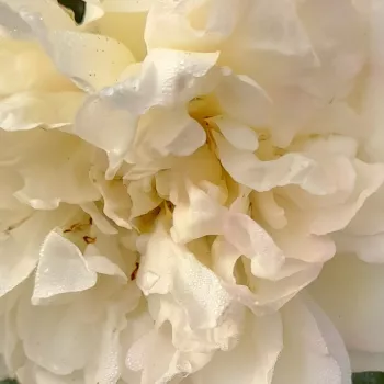 Rózsák webáruháza. - fehér - virágágyi floribunda rózsa - Blanc Meillandecor® - nem illatos rózsa - (50-80 cm)