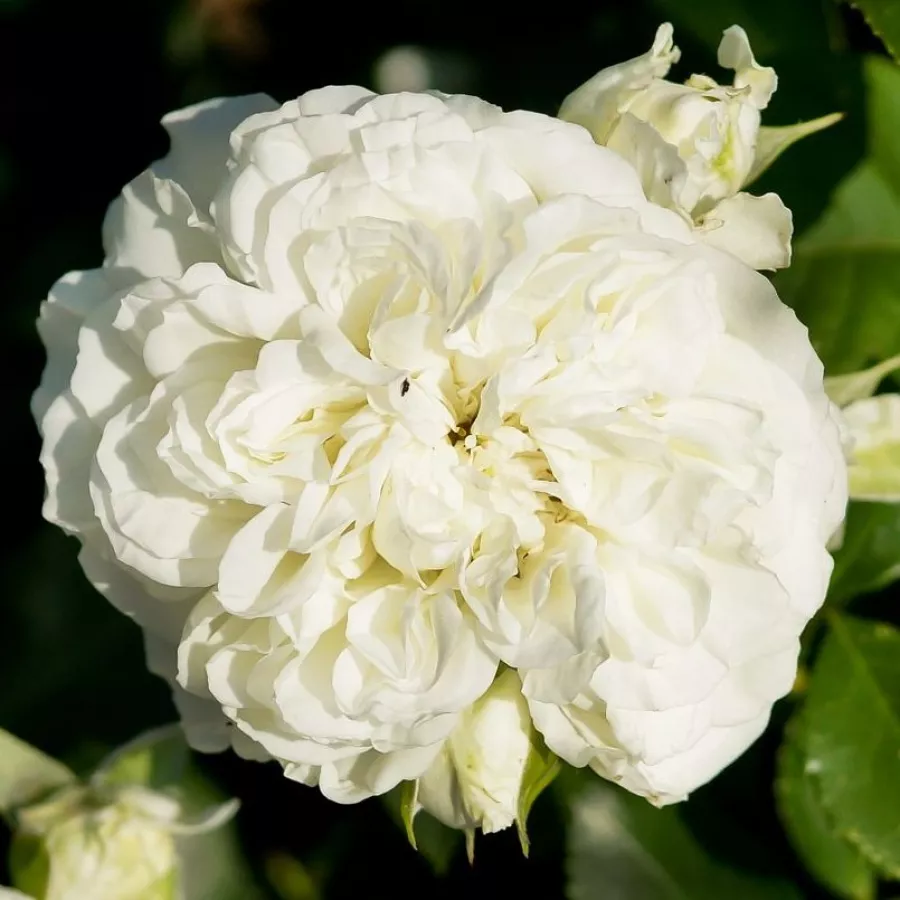 Róże rabatowe grandiflora - floribunda - Róża - Blanc Meillandecor® - Szkółka Róż Rozaria