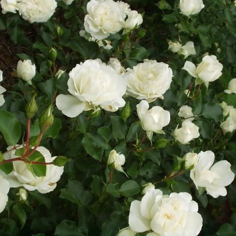 Biely - Ruža - Blanc Meillandecor® - Ruže - online - koupit